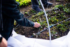 greenhouse-1