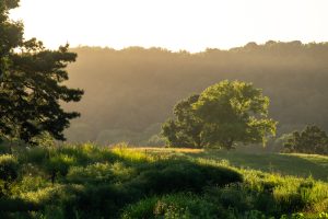oak-tree-golden-hour-ridge (1)